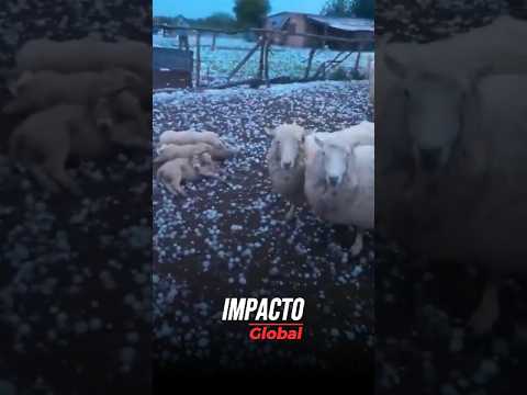 ¡BRUTAL GRANIZADA EN SANTA FE, ARGENTINA! #viral #impactoglobal #urgente #noticias #shorts