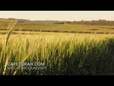 CAMPO DE TRIGO   JUDEIA   ISRAEL
