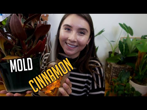 image-Does mold affect plant growth?