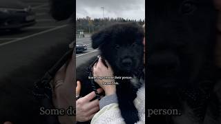 Some dogs choose their person. I wasn't his.