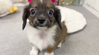 ハーフ犬の動画01