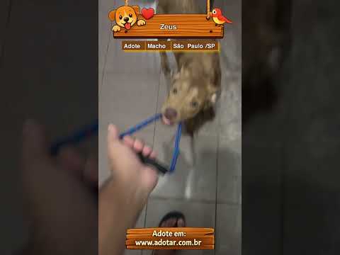 Vídeo de Zeus 