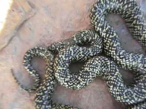 YouTube Video AcaKloebLLw