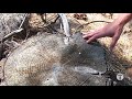 Stump Story - Mich-Cal Timber Co.