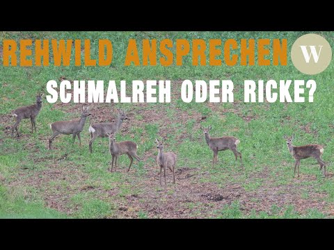 How to properly approach roe deer | Differentiation: Roe deer or doe? | WaldGeist