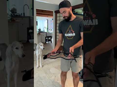 Watch a Saluki Try On the Voyager Step-In Air Dog Harness!