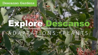 Adaptations are about survival. Discover how adaptations help plants survive in their environments.