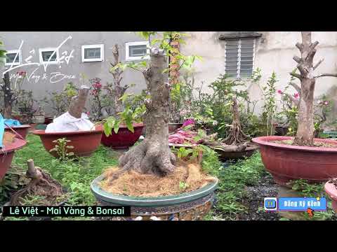 Sử dụng Mancozeb ( & Ridomil Gold) để phòng trừ nấm bệnh trên lá đầu mùa mưa