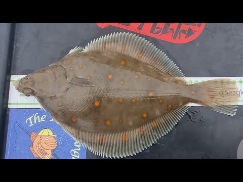 January plaice fish in Brighton sea fishing uk