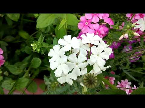 23 ,🌼beautiful,, 🏵flowers in different colours video by Gurjit-Singh s.2018