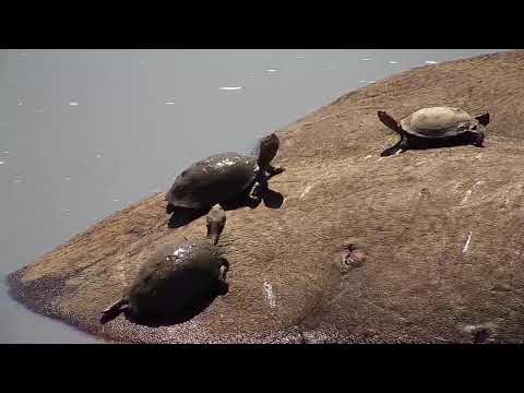 Djuma: Hippos, Terrapins and Warthogs - 09/28/19