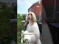Afghan Hound 🐶 The Beauty Icon of Dogs!