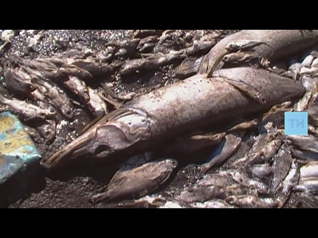 Экологи и надзорные органы выясняют причины массового мора рыбы на Волге