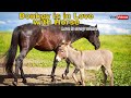 Donkey Is In Love With Horse Animal Sex Horse Sex Donkey Sex