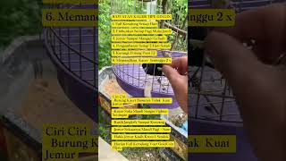 Download lagu rawatan burung Kacer tipe dingin #burung #mangkicauoffecial #kicaumania #burungkicaudialamliar #bird mp3 Download lagu rawatan burung Kacer tipe dingin #burung #mangkicauoffecial #kicaumania #burungkicaudialamliar #bird mp3