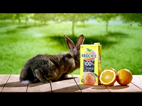gute FRÜCHTE - Зајакот што сака да е коњ?