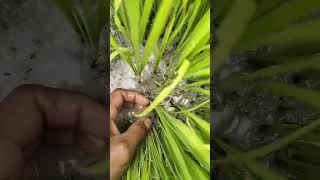 Download lagu thousands of brown planthoppers killed in 30 minutes mp3 Download lagu thousands of brown planthoppers killed in 30 minutes mp3