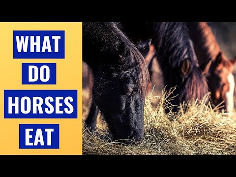 What Do Horses Eat- A Nutrition Guide for Beginners