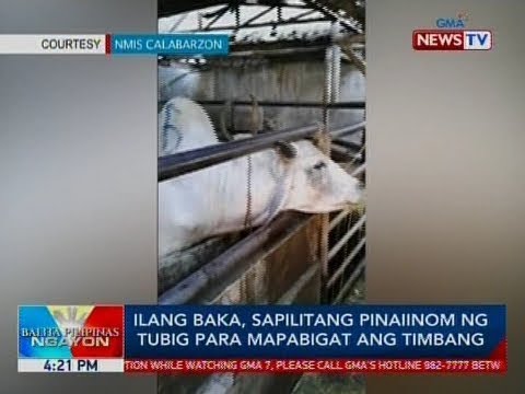 Mga Larawan pagganyak para sa pagkawala timbang Shorts para sa pagbaba ng timbang mga review kung saan upang bumili sa presyo