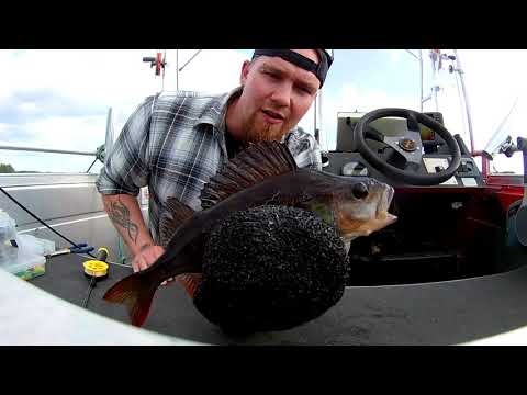 JIGAUS! Kolmen kalan aikahaaste (ahven,hauki,kuha) Karstula - Pääjärvi 20.6.2020