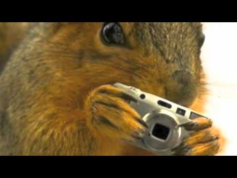 Papa Dreamt of Rolling Stoned