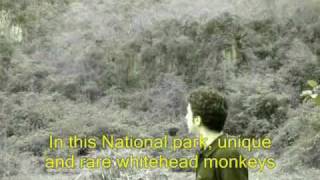preview picture of video 'White head monkey'