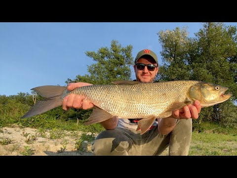 SPINNING ASPIO FIUME TICINO CON IL BLACK MINNOW - EPISODIO 1 - РЫБАЛКА СПИННИНГ НА ЖЕРЕХА