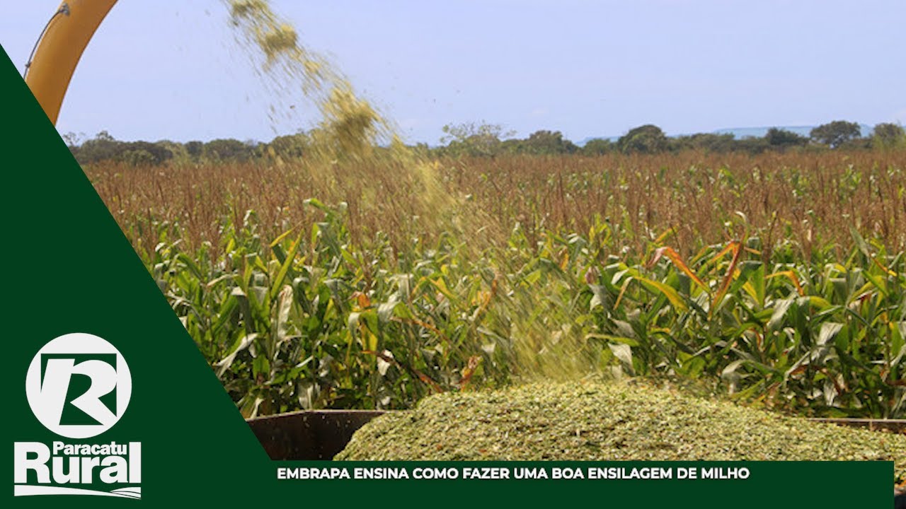 Embrapa ensina como fazer uma boa ENSILAGEM de MILHO