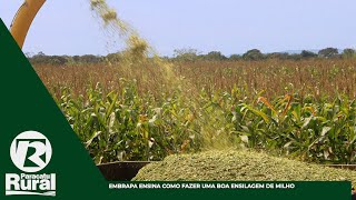 Embrapa ensina como fazer uma boa ENSILAGEM de MILHO