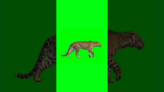 Download lagu Leopard walking green screen video | Chroma key #leopard #animation #chromakey #shorts mp3