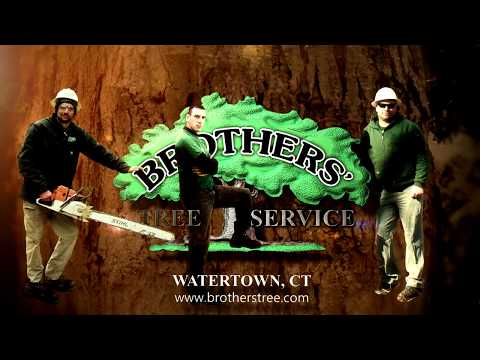 Video for YouTube and website for business Brother's Tree Watertown