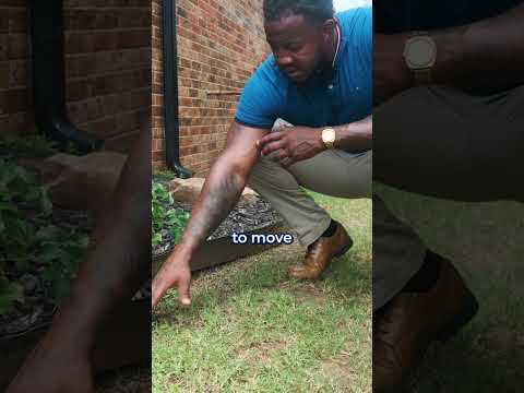 How to Keep Lawn Thick?