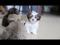 Havanese dogs for sale: Benji - Video 1