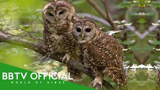 The Life Of The Forest | How Birds Survive Every Layer | BBTV Official