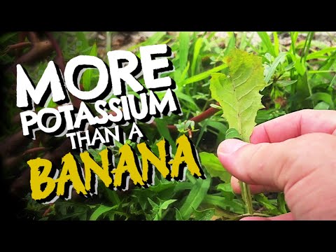 7 Wild Plants Higher in Potassium Than Bananas | Foods You Can Forage in Your Backyard