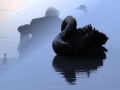 Lacrimas Profundere - Black swans 