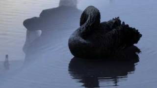 Black Swans Music Video