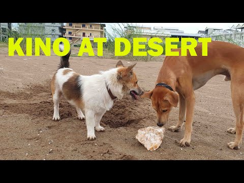 Kino brown met friends at desert