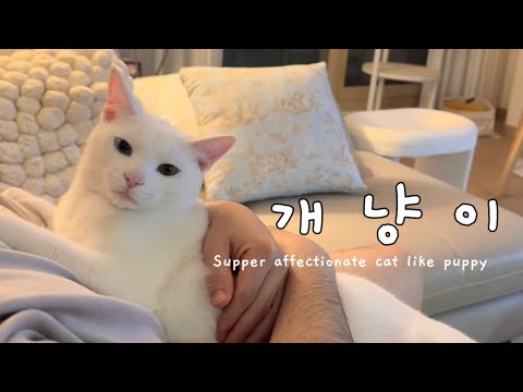 고양이 절대 데려오지 말라던 엄마 근황