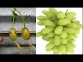 Simple Method Propagate Grape tree with water || Growing Grapes tree at home