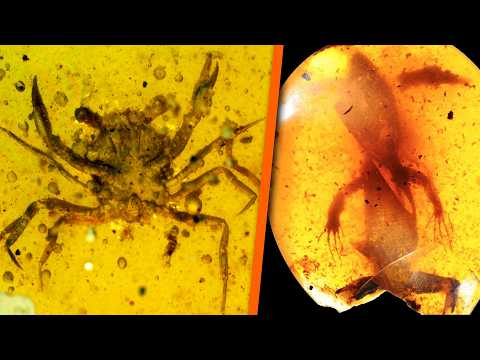 5 Strange Prehistoric Creatures Found Trapped in Amber - Part 2