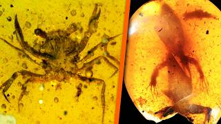 호박 속에 갇힌 이상한 선사 시대 생물 5종 - 2부