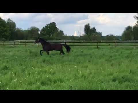 Wallach von Franziskus x Damon Hill *2014