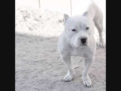 DNP LuginA - Ethnische Säuberung