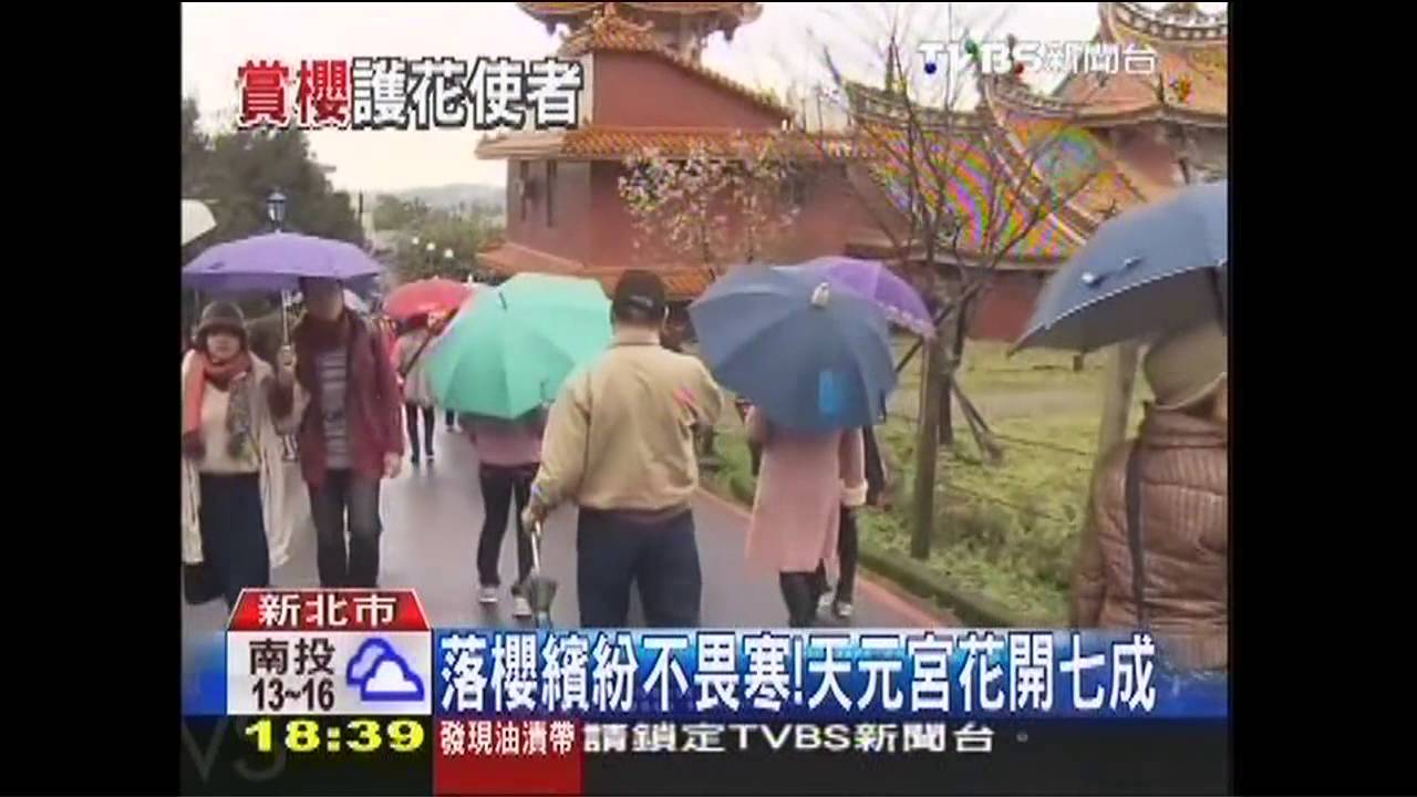強拉櫻花自拍、攀爬NO! 「護花大隊」嚴查
