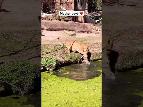 Mother love #animalnamesforkids #lion #love #trumpfunny #iranwar2026 #messi #ronaldo