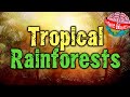 What are tropical rainforests?