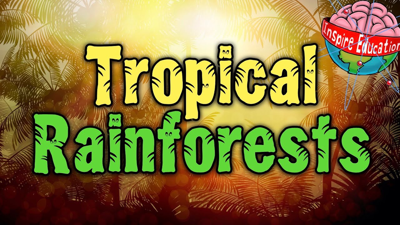 What can you find in a tropical rainforest?