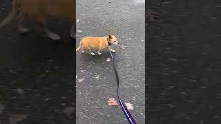 Video preview image #1 Chihuahua-Unknown Mix Puppy For Sale in Woodbury, NY, USA