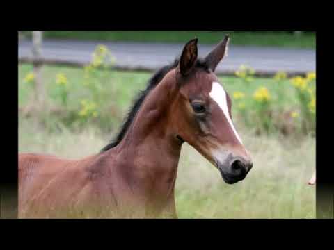 SOLD 2021 Hengstfohlen von/ colt by BON VIVALDI www.sporthorses-online.com